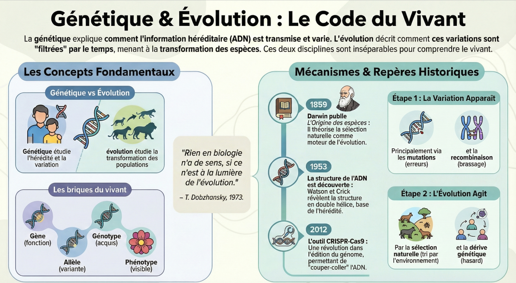 Infographie